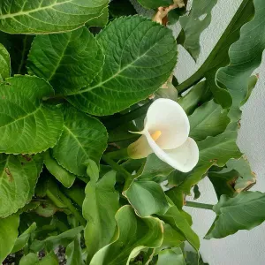 Opiekun dla seniora Warszawa Moktów, Ursynów , Ochota