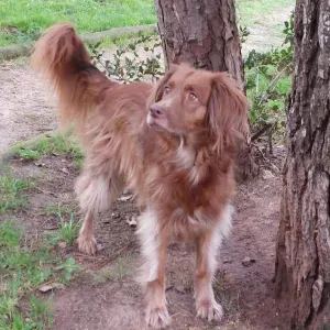 Shiva vai passar 3 dias em Évora.