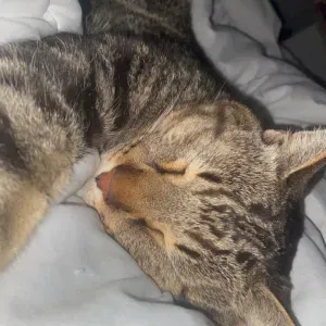 🐈Garde de chats sérieuse et attentionnée à votre domicile