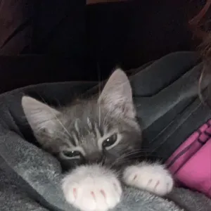 jeune babysitter et douce affectueuse