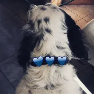 Recherche personne pour garde animaux 