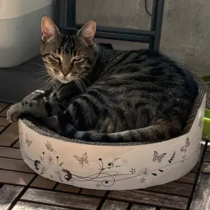 Je recherche une baby Sitter 