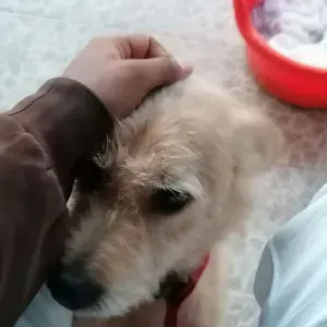 Pet sitting em Setúbal e arredores 