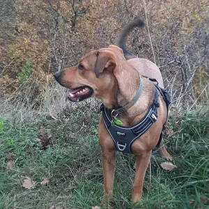 Recherche Pet Sitter du 25 au 28 avril.