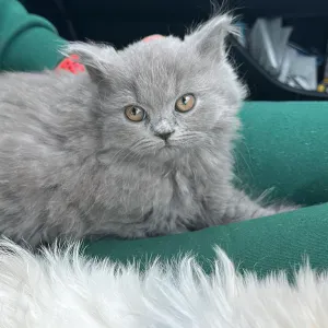 Job offer for a petsitter in Tribiano