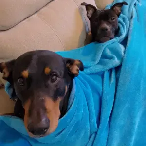 Pet-Sitter in Paris. I am dog and cat lover.