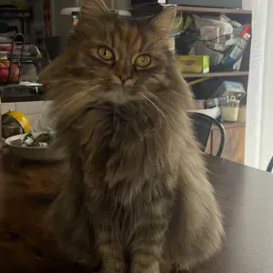 Pet-Sitter sur Rennes (35!) 🎀