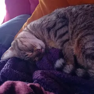 Busco cuidador/a gatos en Orusco de Tajuña