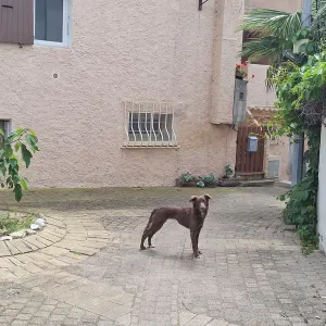 A la recherche d'un ou une  pet sitter!