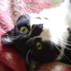 Recherche nounou à domicile 