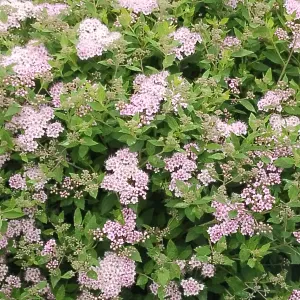 Prof d'arabe( tous niveaux), de français et de maths