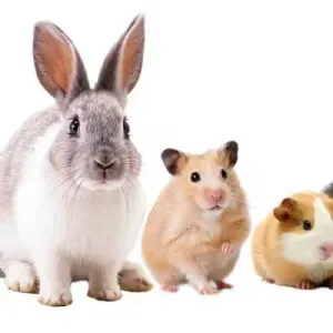 Garde d'animaux à Bondoufle 91