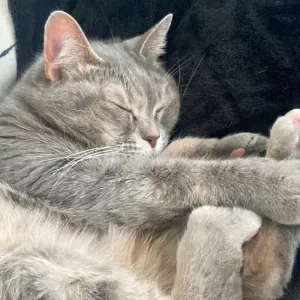 Pet sitter en region parisienne 