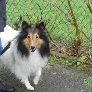 Looking for a dog carer for two dogs 🐾