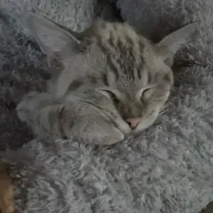 Pet Sitter à Charleroi entre septembre et novembre 2025