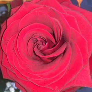 Aide ménagère golfe de st Tropez