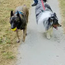 Pet setting à Essonne