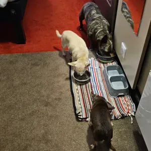 Je cherche un(e) petsitter près de chez moi