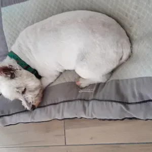 Westie du nom de snoopy 