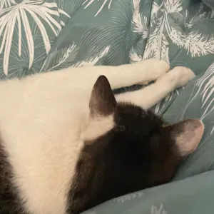 Pet sitter qui aime les animaux 