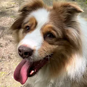 À la recherche pet-sitter garde 15 au 24 août 