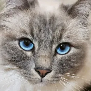 Pet-Sitter expérimentée à Lyon :)