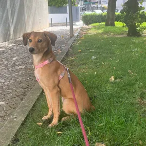 Cuidador de cão (estadia familiar)
