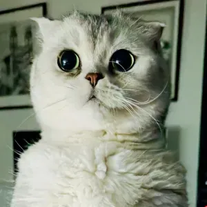 Cat Sitter expérimenté à Blanquefort