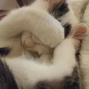 Cat sitter per 4 gatti