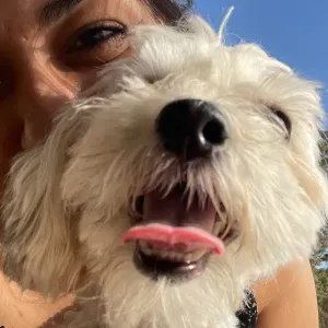 Pet-Sitter à Champigny-sur-Marne 