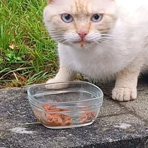 Offre d'emploi pour un(e) petsitter à Boussu