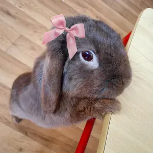 Pet-Sitter au alentour de Saint-Etienne