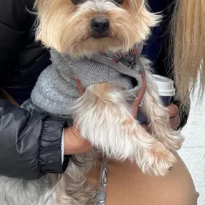 Petsitter wanted in Girona