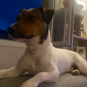 Cherche à faire garder Buddy