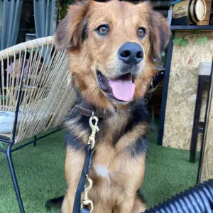 Recherche garde chien à Chaponost