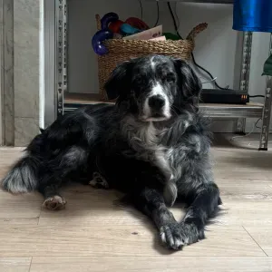 Poste pour un(e) dog-sitter - Petsitter à Marseille