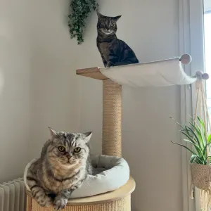 Recherche petsitter pour visite à domicile d'un chat