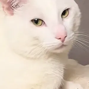 Femme de ménage responsable à Versailles 
