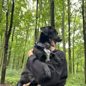 Opieka nad psami (spacery, karmienie, zabawa,pielęgnacja)
