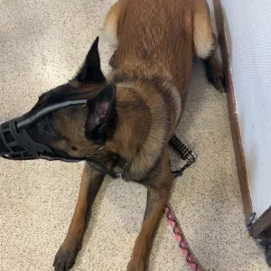 Urgence garde de ma malinoise 