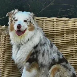 RECHERCHE PERSONNE SERIEUSE POUR GARDER MES CHIENS 