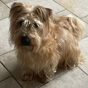 A la recherche d'un pet sitter 