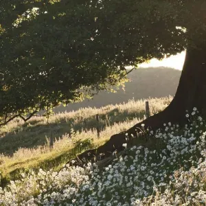 Aide à domicile pour personne âgée à Pâturages
