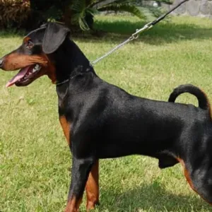 Cerco persona per pincer da accudire la notte