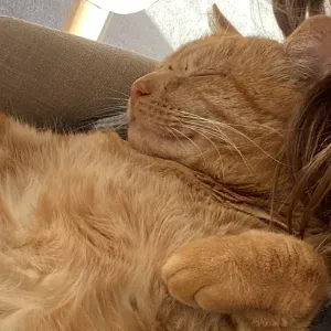 pet-Sitter a Annonay et autours d'Annonay !