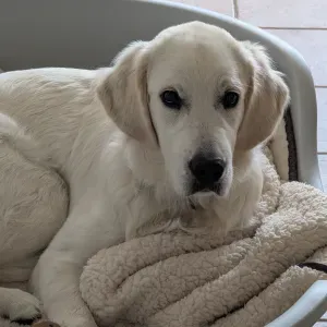 Balades et jeux avec golden 