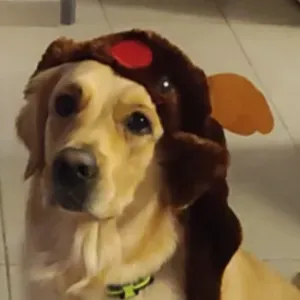 Garde 2 golden retriever 