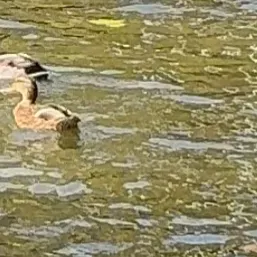 Babysitter, mãe com experiencia