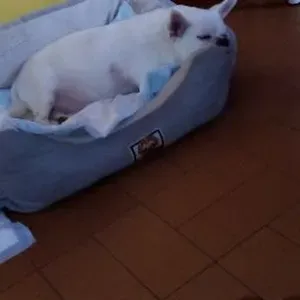 Addetta a pulizie domestiche solo privati 