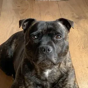 Recherche pet sister 